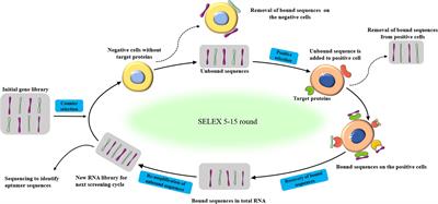 Advances in Screening and Development of Therapeutic Aptamers Against Cancer Cells